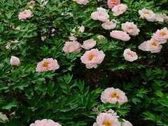 -洛阳市隋唐城遗址植物园