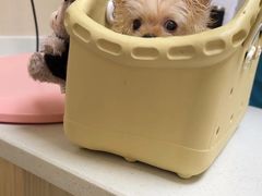 -安安宠医宠物医院·异宠·犬猫内科(岳阳分院)