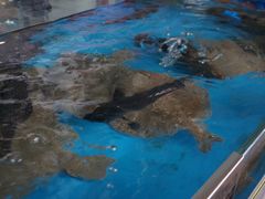 -四川小胡子海鲜(丁村万人海鲜广场店)