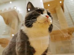 -momokira米努特·德文卷毛猫·棉花面纱犬