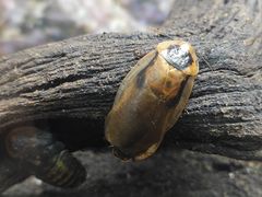 -上海大自然野生昆虫馆(东方明珠·爬宠昆虫探索中心)