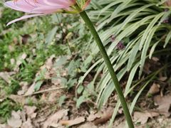 -合肥滨湖国家森林公园