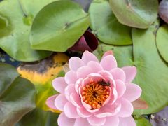 -杭州植物园