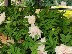 -洛阳市隋唐城遗址植物园