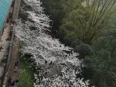 -武汉大学-樱园
