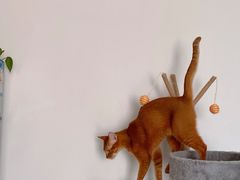-猫大福·Fortune Cat猫舍(百子湾店)