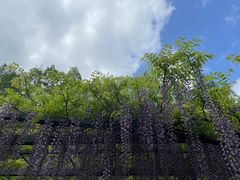 -东平国家森林公园