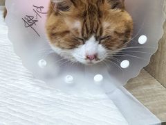 -北京观赏动物医院·24小时大型综合·猫专科·异宠专科
