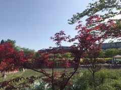-嘉定紫藤园