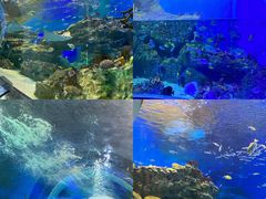 -海合安成都极地海洋公园