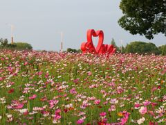 -西京湾花海
