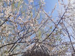 -桃花堤公园