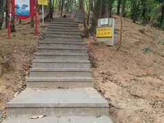 -银湖山郊野公园-相思林