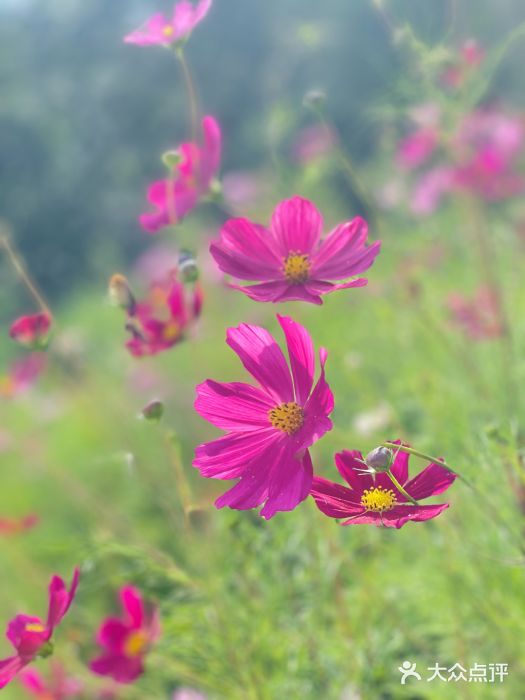 五台山风景名胜区图片