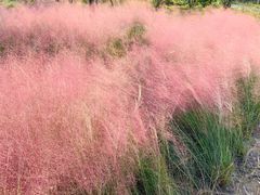 -春花秋色城市公园