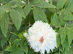-洛阳市隋唐城遗址植物园