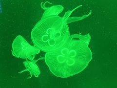 -上海海洋水族馆