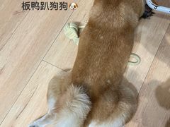 -是阿柴呀！柴犬咖啡·爱喵喵猫咖