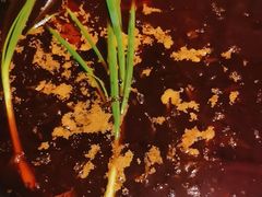 -三道苗苗鱼·美蛙黄辣丁(八里店)