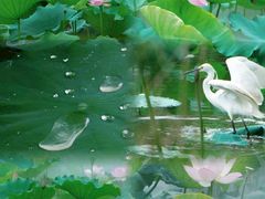 -深圳国际园林花卉博览园