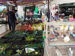 -中环花鸟鱼虫市场