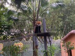 -深圳野生动物园