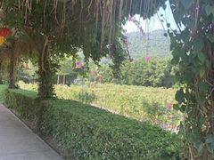 -亚龙湾国际玫瑰谷