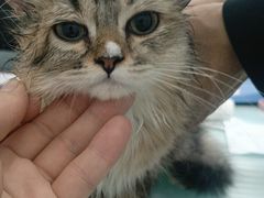 -宠福鑫康馨动物医院·骨科·眼科