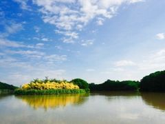 -大湾区中央湿地公园