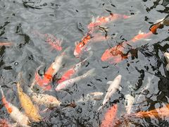 -鹅公村·国家非遗传承(荔湾店)