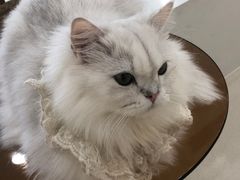 -共舞时光猫咖·狗咖(新街口店)