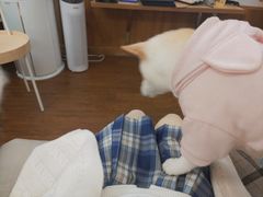 -豆柴町-柴犬主题狗咖(红鼎国际C座店)