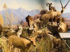 -陕西自然博物馆