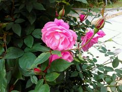 -人民公园(罗湖区)