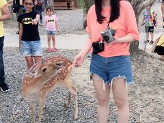 -鹿境梅花鹿生态园区