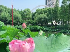 -陈家山荷花公园