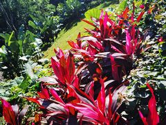 -东寨港红树林旅游区