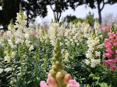 -天适樱花悠乐园