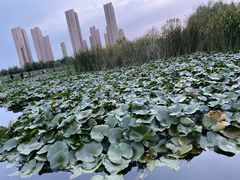 -前关湿地公园