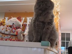 -Sweet cat·星愿猫咖(国贸大厦店)