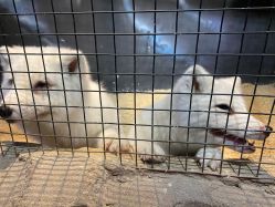 -酷嗒动物文化乐园(cutezoo西溪乐天城店)