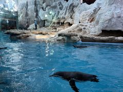 -帝企鹅自助餐厅•儿童岛•真企鹅(长隆企鹅酒店)