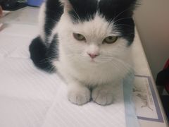 -爱诺耐芙动物医院(万博店)