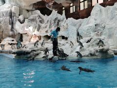 -帝企鹅自助餐厅•儿童岛•真企鹅(长隆企鹅酒店)