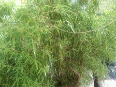 android_upload_pic-下关花鸟市场