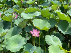 -静之湖湖畔餐厅