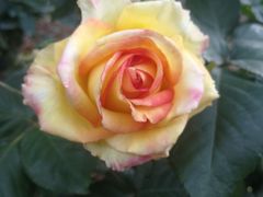 -人民公园(罗湖区)