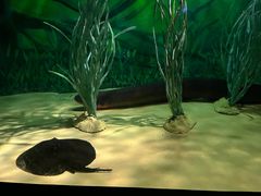 -上海海洋水族馆