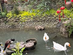 -青城甲(青城山店)