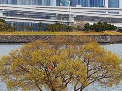 -台场海滨公园船码头